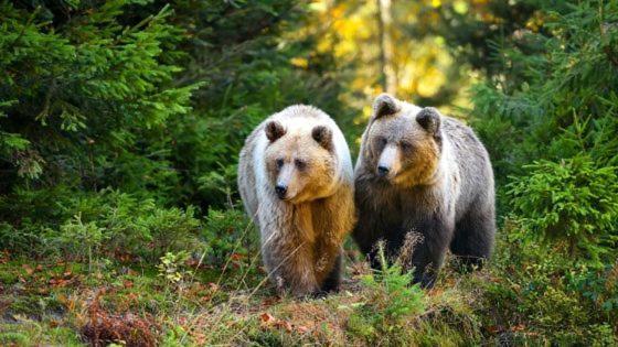 Hotel Au Lit Des Ours Han-sur-Lesse Zewnętrze zdjęcie